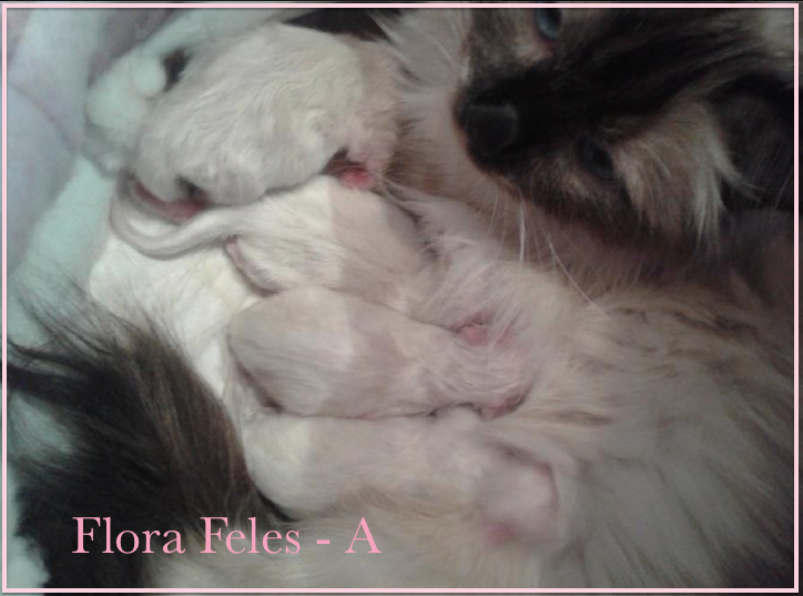 Flora Feles_A
