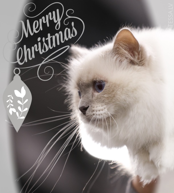 häid jõule! merry christmas! püha birma eesti tõuklubi püha birma kassid